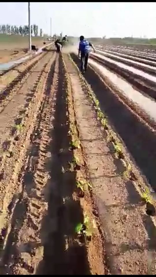 小型红薯苗移栽机