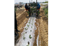 小型红薯苗移栽机